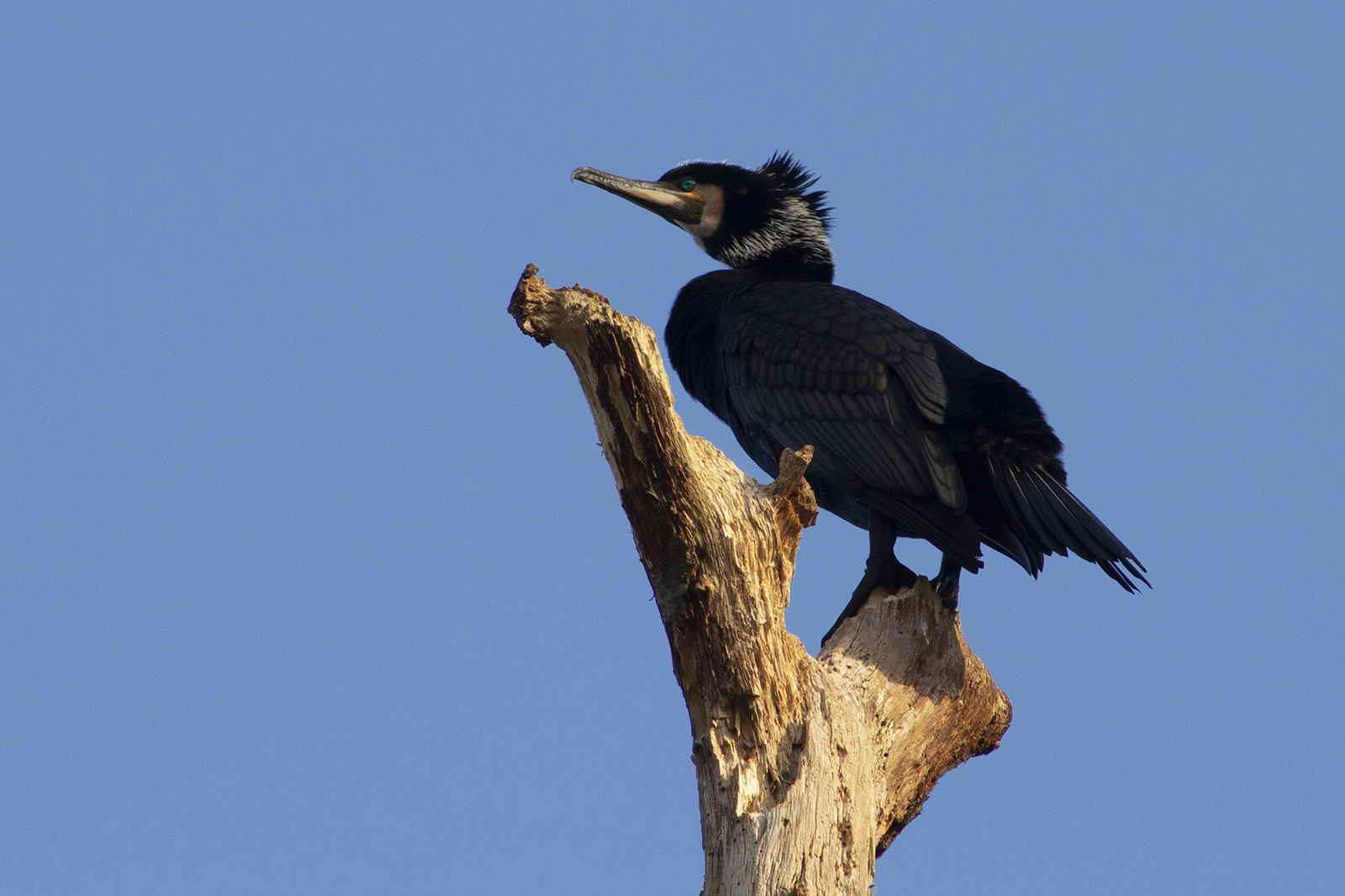 Cormorant