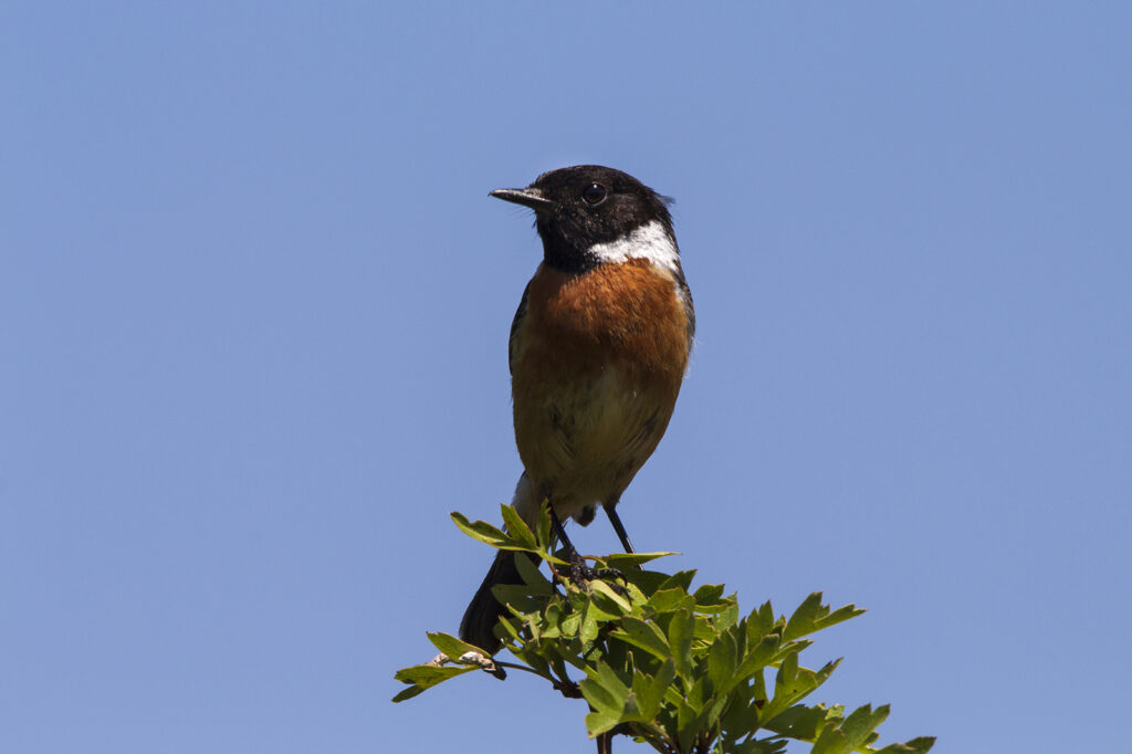 Stonechat